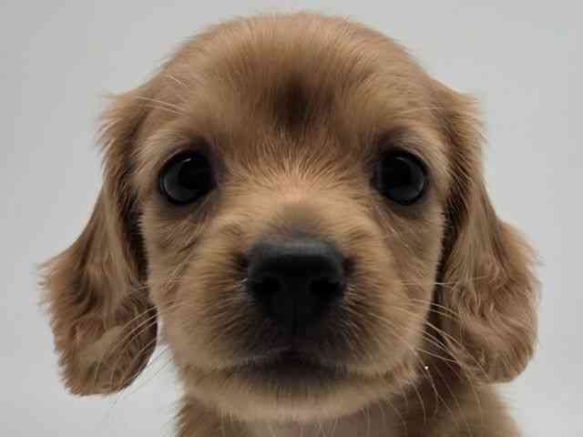 島根県のカニンヘンダックスフンド(ロング) (ひごペットフレンドリーイオンモール出雲店/2026年2月15日生まれ/女の子/ゴールド)の子犬の1枚目の画像