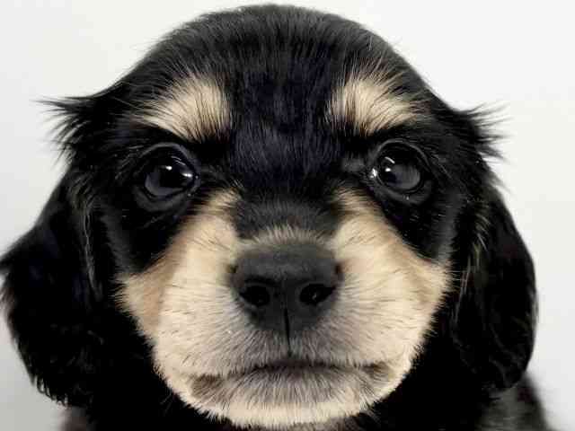 京都府のカニンヘンダックスフンド(ロング) (ひごペットフレンドリーイズミヤショッピングセンター八幡店/2026年2月15日生まれ/男の子/ブラックタン)の子犬の1枚目の画像