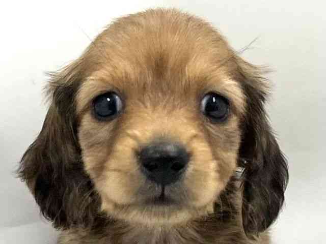 京都府のカニンヘンダックスフンド(ロング) (ひごペットフレンドリー京都店/2026年2月15日生まれ/女の子/シェーデットレッド)の子犬の1枚目の画像