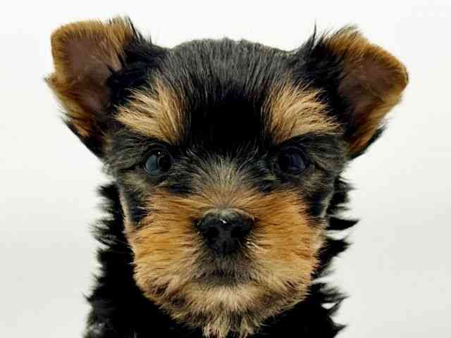 兵庫県のヨークシャーテリア (ひごペットフレンドリーコロワ甲子園店/2026年2月15日生まれ/男の子/スチールブルータン)の子犬の1枚目の画像