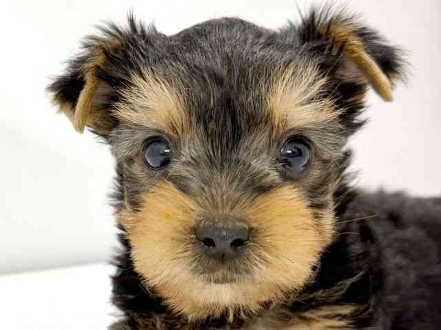 大阪府のヨークシャーテリア (ひごペットフレンドリーイズミヤショッピングセンター千里丘店/2026年2月15日生まれ/男の子/スチールブルータン)の子犬の1枚目の画像