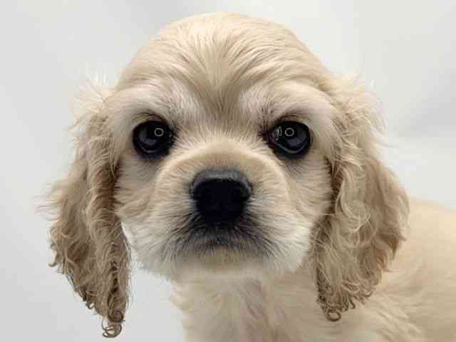 京都府のアメリカンコッカースパニエル (ひごペットフレンドリー洛北阪急スクエア店/2026年2月15日生まれ/女の子/バフ)の子犬の1枚目の画像