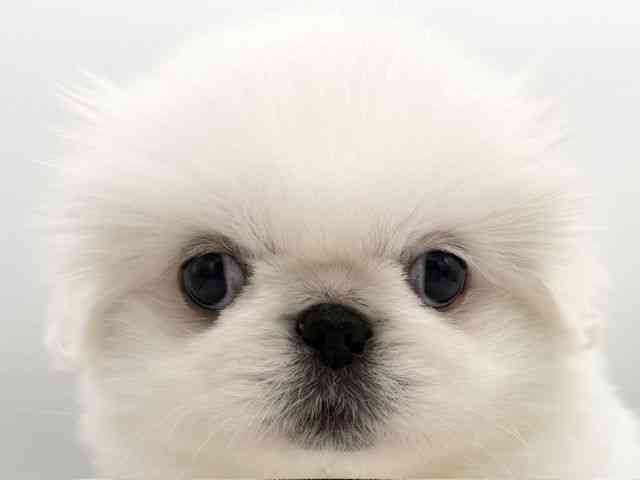 大阪府のペキニーズ (ひごペットフレンドリーららぽーとEXPOCITY店/2026年2月14日生まれ/女の子/クリーム)の子犬の1枚目の画像