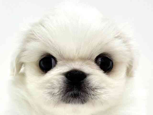 大阪府のペキニーズ (ひごペットフレンドリーくずはモール店/2026年2月14日生まれ/女の子/クリーム)の子犬の1枚目の画像