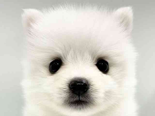 大阪府の日本スピッツ (ひごペットフレンドリーイオンタウン豊中庄内店/2026年2月15日生まれ/女の子/ホワイト)の子犬の1枚目の画像