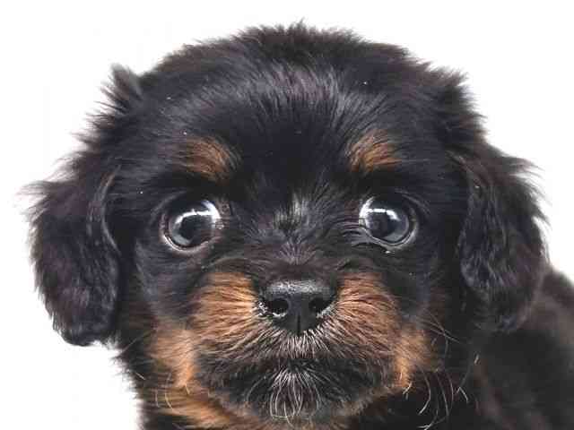 大阪府のチワックス(チワワ×ダックス) (ひごペットフレンドリー瓜破店/2026年2月14日生まれ/女の子/ブラックタン)の子犬