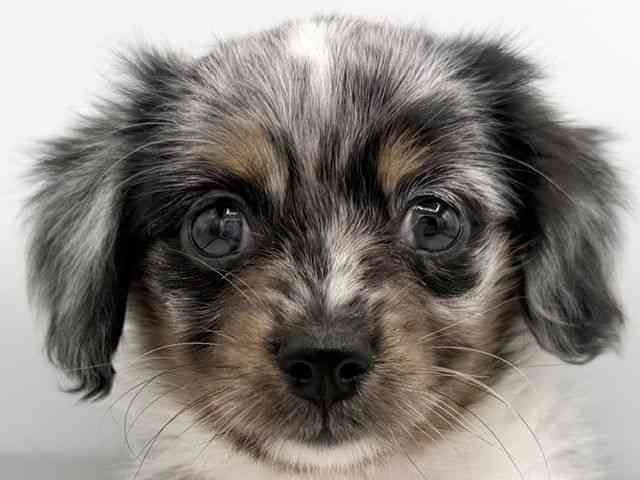 大阪府のチワックス(チワワ×ダックス) (ひごペットフレンドリーららぽーとEXPOCITY店/2026年2月13日生まれ/男の子/シルバーダップル)の子犬の1枚目の画像