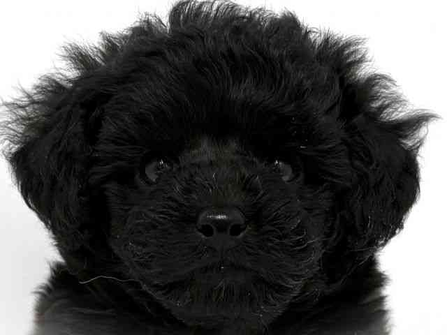 大阪府のトイプードル(トイ) (ひごペットフレンドリーベルファⅡ都島店/2026年2月13日生まれ/男の子/ブラック)の子犬の1枚目の画像