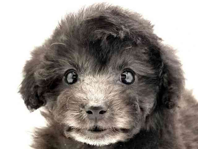 兵庫県のトイプードル(トイ) (ひごペットフレンドリークラウンパーク伊丹店/2026年2月14日生まれ/女の子/グレー)の子犬の1枚目の画像