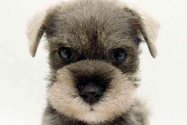 大阪府のミニチュアシュナウザー (ひごペットフレンドリーみのおキューズモール店/2026年2月15日生まれ/男の子/ソルトペッパー)の子犬の1枚目の画像