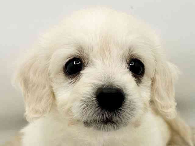 兵庫県のダップー(ダックス×プードル) (ひごペットフレンドリーコロワ甲子園店/2026年2月15日生まれ/女の子/クリーム)の子犬