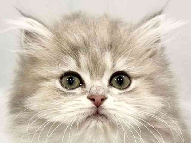 大阪府のペルシャ (ひごペットフレンドリーイオンタウン豊中庄内店/2026年2月7日生まれ/女の子/ブルーチンチラ)の子猫の1枚目の画像