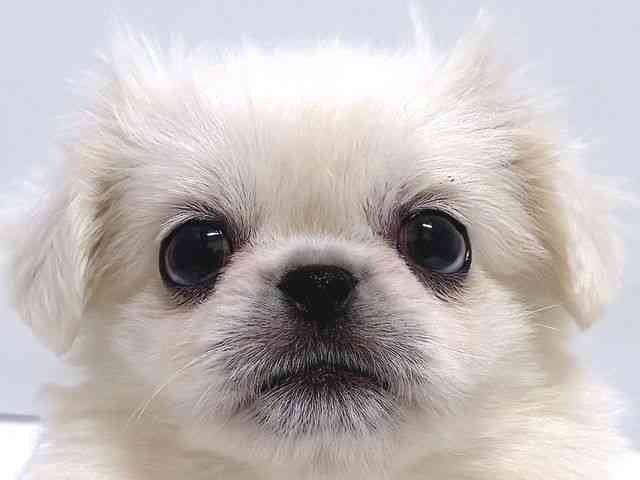 奈良県のペキニーズ (ひごペットフレンドリー奈良パワーシティ店/2026年2月14日生まれ/女の子/ホワイト)の子犬の1枚目の画像