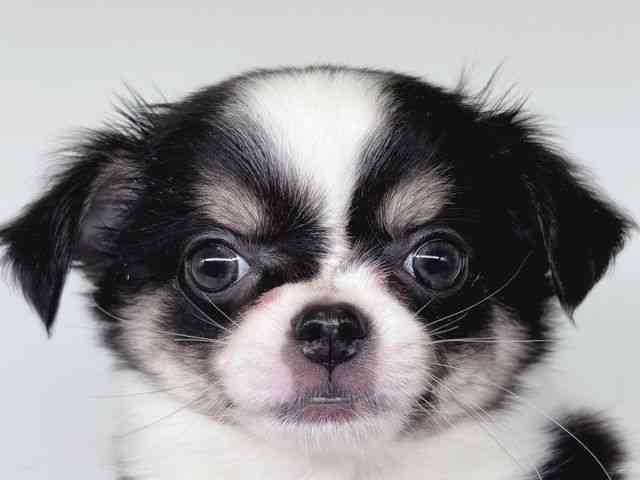 大阪府のチワワ(ロング) (ひごペットフレンドリー瓜破店/2026年2月17日生まれ/女の子/ブラックタンホワイト)の子犬