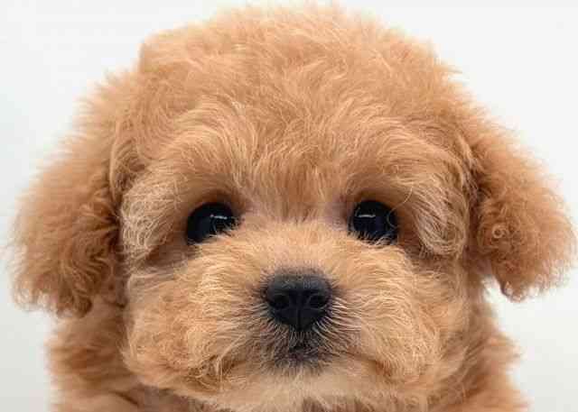 島根県のトイプードル(トイ) (ひごペットフレンドリーイオン松江ショッピングセンター店/2026年2月15日生まれ/女の子/アプリコット)の子犬の1枚目の画像