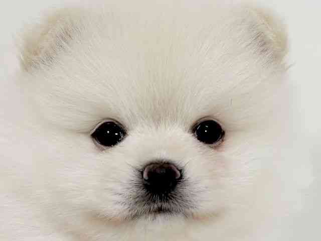 京都府のポメラニアン (ひごペットフレンドリーイズミヤショッピングセンター八幡店/2026年2月14日生まれ/男の子/ホワイト)の子犬の1枚目の画像