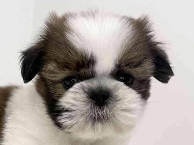 兵庫県のシーズー (ひごペットフレンドリーイトーヨーカドー明石店/2026年2月16日生まれ/男の子/ホワイトゴールド)の子犬の1枚目の画像