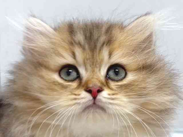 奈良県のペルシャ (ひごペットフレンドリー奈良パワーシティ店/2026年2月7日生まれ/男の子/チンチラゴールデン)の子猫の1枚目の画像