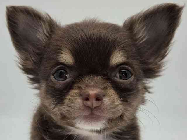 島根県のチワワ(ロング) (ひごペットフレンドリーイオンモール出雲店/2026年2月15日生まれ/女の子/チョコレートタンホワイト)の子犬の1枚目の画像