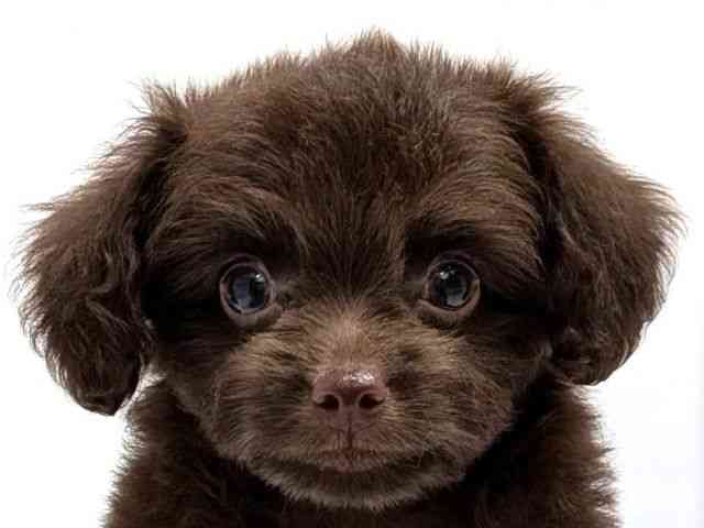 広島県のチワプー/プーチー(チワワ×プードル) (ひごペットフレンドリーゆめタウン廿日市店/2026年2月15日生まれ/女の子/ブラウン)の子犬の1枚目の画像