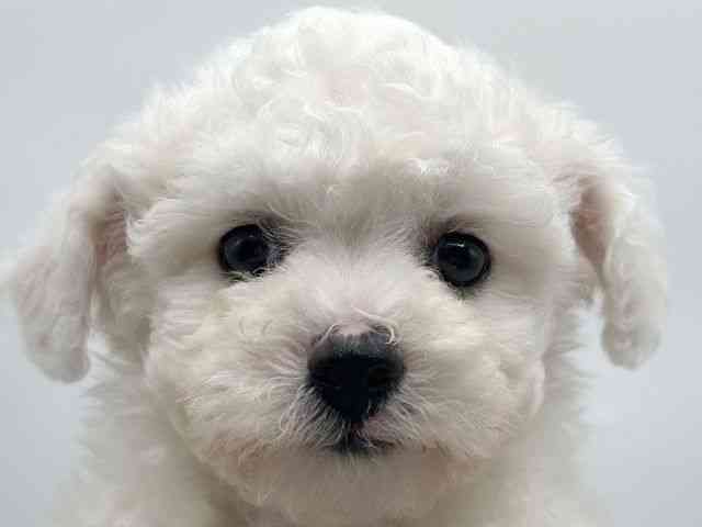 香川県のビションフリーゼ (ひごペットフレンドリーゆめタウン高松店/2026年2月15日生まれ/女の子/ホワイト)の子犬の1枚目の画像