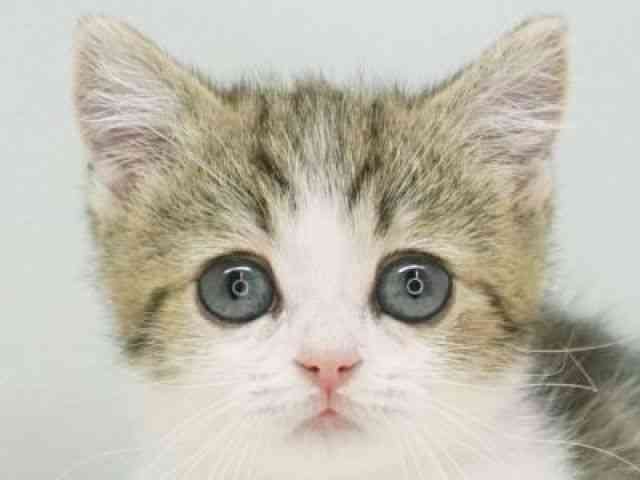 福岡県のマンチカン (ひごペットフレンドリーゆめタウン筑紫野店/2026年1月28日生まれ/男の子/ブラウンタビーホワイト)の子猫の1枚目の画像