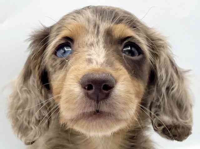 奈良県のミニチュアダックスフンド(ロング) (ひごペットフレンドリートナリエ大和高田店/2026年2月15日生まれ/女の子/チョコレートダップル)の子犬の1枚目の画像