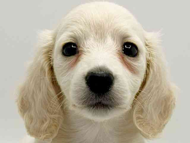 大阪府のミニチュアダックスフンド(ロング) (ひごペットフレンドリーみのおキューズモール店/2026年2月12日生まれ/女の子/イエロー)の子犬の1枚目の画像