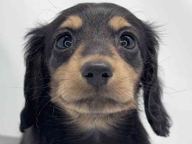 京都府のミニチュアダックスフンド(ロング) (ひごペットフレンドリー洛北阪急スクエア店/2026年2月13日生まれ/男の子/ブラックタン)の子犬の1枚目の画像