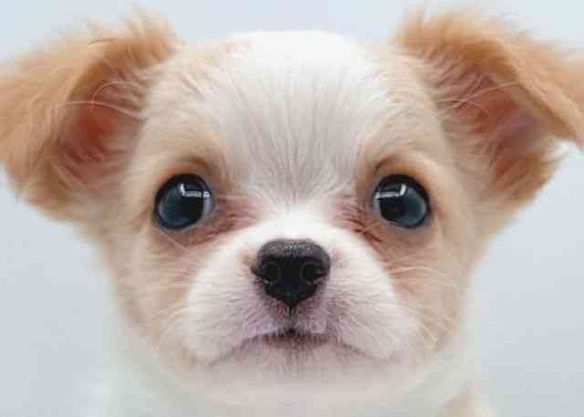 島根県のチワワ(ロング) (ひごペットフレンドリーイオン松江ショッピングセンター店/2026年2月14日生まれ/女の子/クリームホワイト)の子犬の1枚目の画像