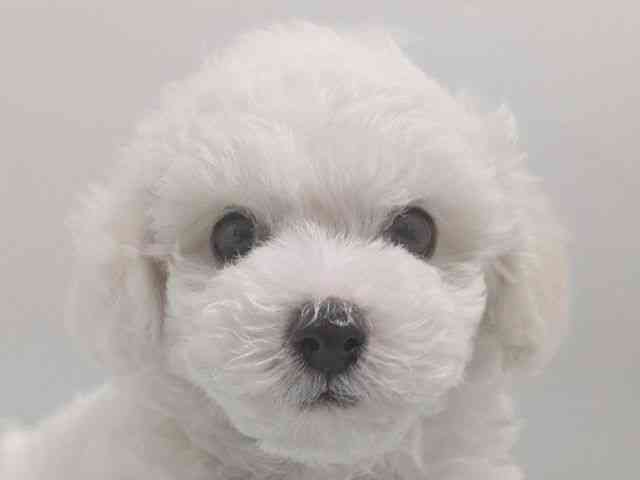 京都府のビションプー(ビションフリーゼ×プードル) (ひごペットフレンドリー京都店/2026年2月15日生まれ/男の子/ホワイト)の子犬の1枚目の画像