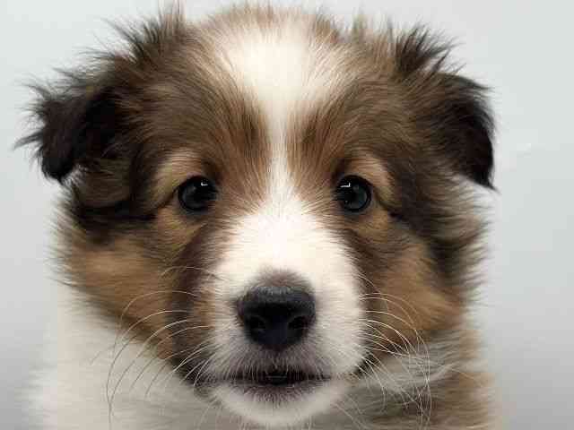 香川県のシェットランドシープドッグ (ひごペットフレンドリーゆめタウン高松店/2026年2月15日生まれ/女の子/セーブルホワイト)の子犬の1枚目の画像