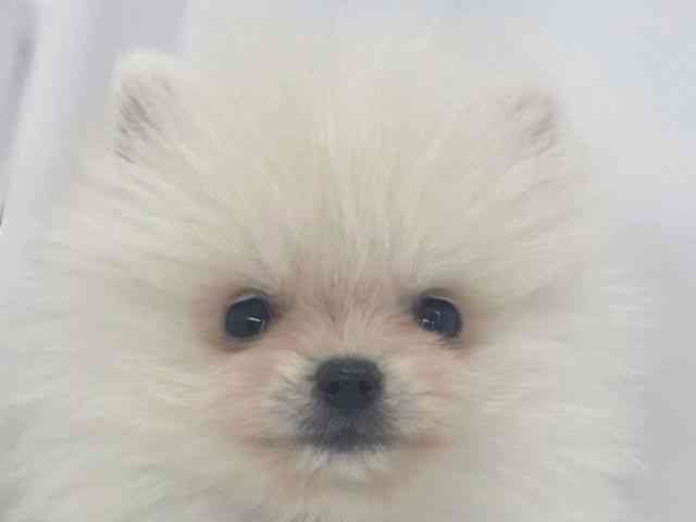 兵庫県のポメラニアン (ひごペットフレンドリーイオンタウン加古川店/2026年2月8日生まれ/男の子/ホワイト)の子犬の1枚目の画像