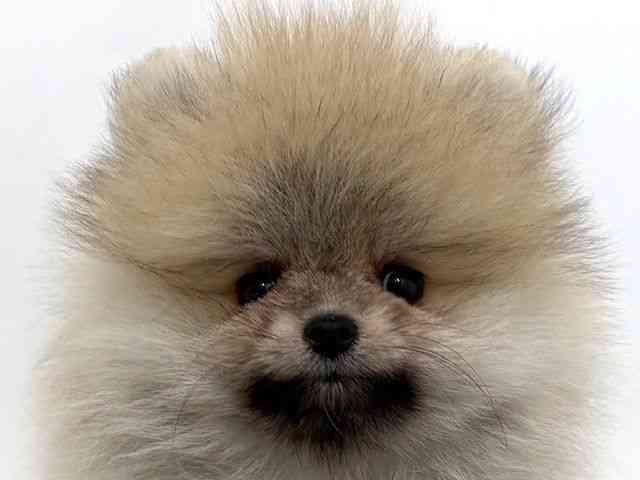 大阪府のポメラニアン (ひごペットフレンドリーベルファⅡ都島店/2026年2月15日生まれ/男の子/オレンジセーブル)の子犬の1枚目の画像