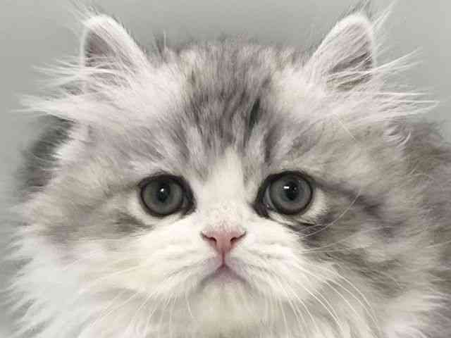 京都府のミヌエット (ひごペットフレンドリー京都店/2026年2月8日生まれ/男の子/シルバータビーホワイト)の子猫の1枚目の画像