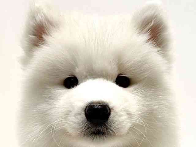 大阪府のサモエド (ひごペットフレンドリーイオン高槻店/2026年2月15日生まれ/女の子/ホワイト)の子犬の1枚目の画像