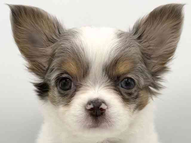 大阪府のチワワ(ロング) (ひごペットフレンドリーららぽーとEXPOCITY店/2026年2月16日生まれ/男の子/ホワイトブルーマール)の子犬の1枚目の画像