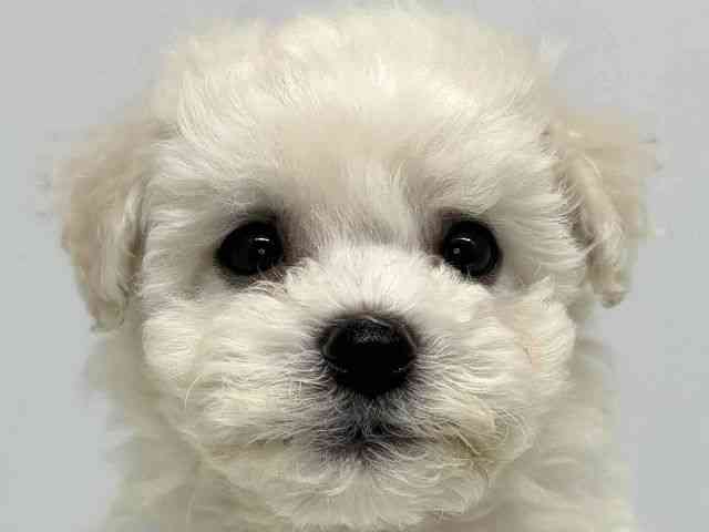 大阪府のビションフリーゼ (ひごペットフレンドリーセブンパーク天美店/2026年2月15日生まれ/男の子/ホワイト)の子犬の1枚目の画像