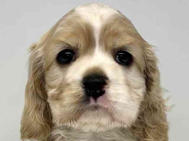 大阪府のアメリカンコッカースパニエル (ひごペットフレンドリーセブンパーク天美店/2026年2月15日生まれ/女の子/レッドホワイト)の子犬の1枚目の画像