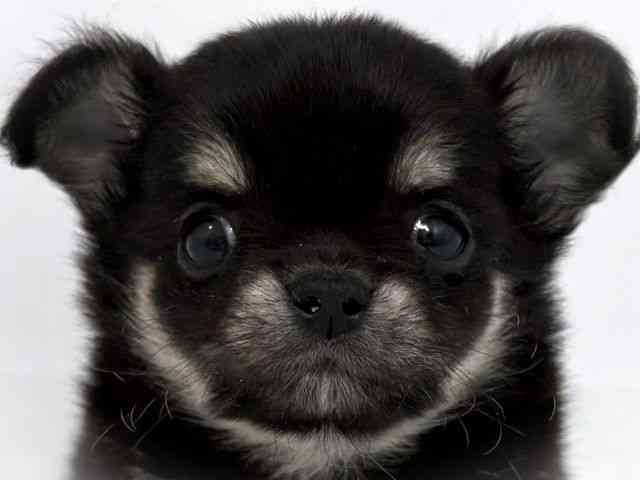 大阪府のチワワ(ロング) (ひごペットフレンドリーベルファⅡ都島店/2026年2月15日生まれ/男の子/ブラックタン)の子犬の1枚目の画像