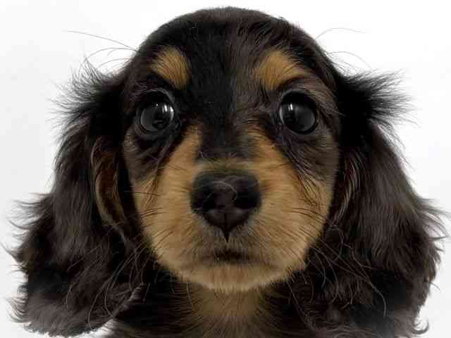 大阪府のミニチュアダックスフンド(ロング) (ひごペットフレンドリーベルファⅡ都島店/2026年2月15日生まれ/男の子/チョコレートダップル)の子犬の1枚目の画像