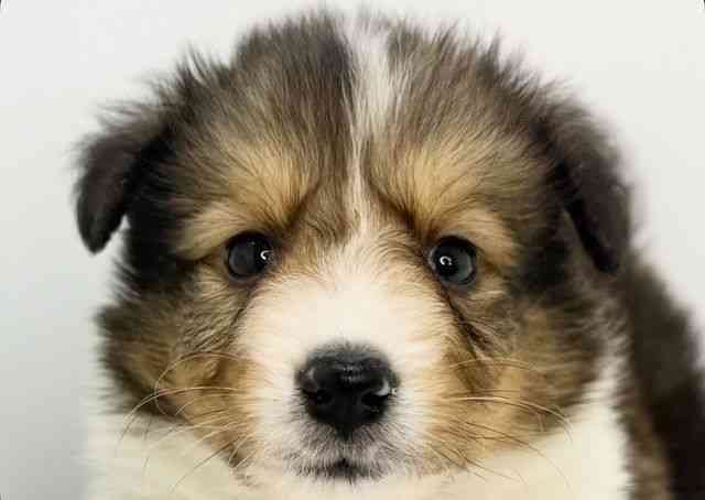 大阪府のハーフ犬・ミックス犬 (ひごペットフレンドリーいこらもーる泉佐野店/2026年2月16日生まれ/男の子/セーブルホワイト)の子犬