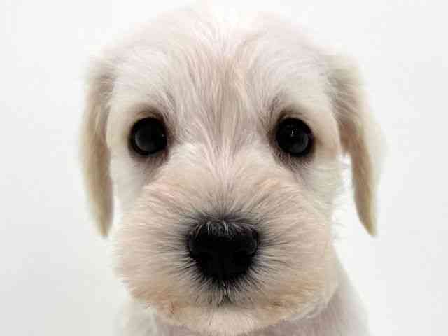 大阪府のミニチュアシュナウザー (ひごペットフレンドリーくずはモール店/2026年2月16日生まれ/男の子/ホワイト)の子犬の1枚目の画像