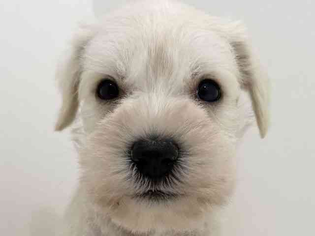 広島県のミニチュアシュナウザー (ひごペットフレンドリーフジグラン神辺店/2026年2月16日生まれ/男の子/ホワイト)の子犬の1枚目の画像