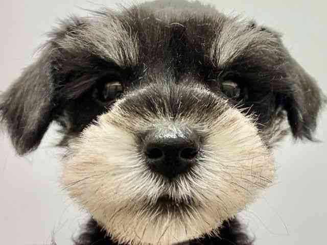 大阪府のミニチュアシュナウザー (ひごペットフレンドリー東淀川店/2026年2月10日生まれ/男の子/ブラックシルバー)の子犬