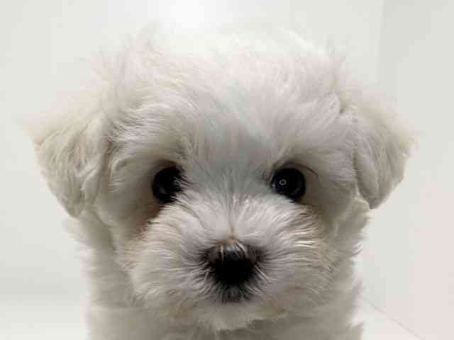 兵庫県のハーフ犬・ミックス犬 (ひごペットフレンドリーイトーヨーカドー明石店/2026年2月10日生まれ/男の子/クリームホワイト)の子犬