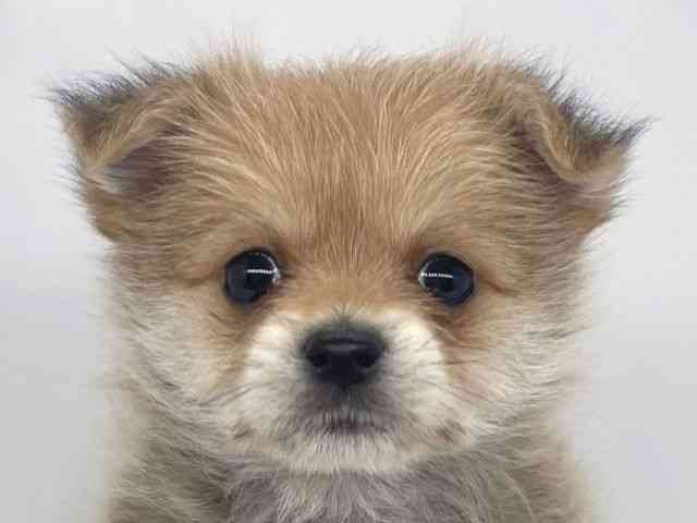 兵庫県のポメマル/マルポメ(ポメラニアン×マルチーズ) (ひごペットフレンドリーイオンタウン加古川店/2026年2月17日生まれ/男の子/オレンジ)の子犬