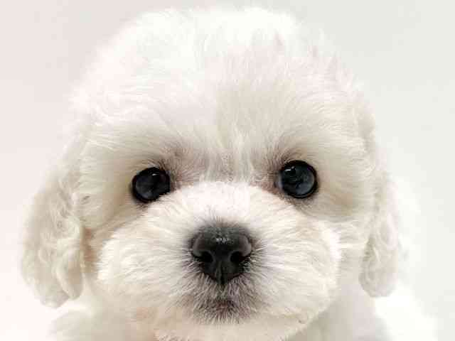 大阪府のビションフリーゼ (ひごペットフレンドリーイオン高槻店/2026年2月15日生まれ/女の子/ホワイト)の子犬の1枚目の画像