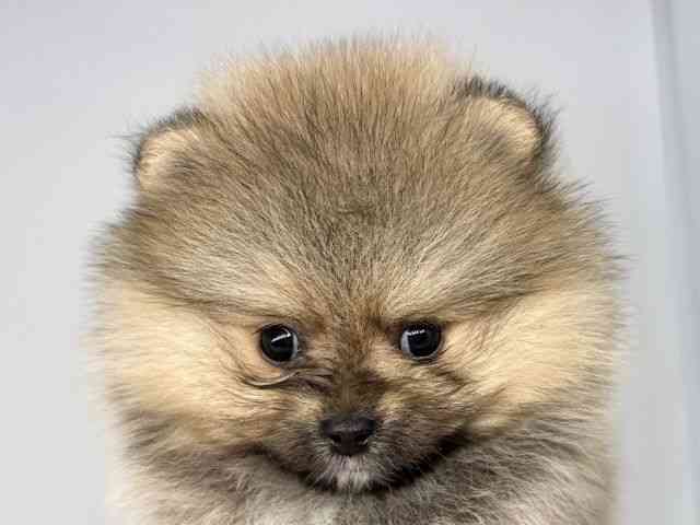 徳島県のポメラニアン (ひごペットフレンドリーゆめタウン徳島店/2026年2月15日生まれ/男の子/オレンジセーブル)の子犬の1枚目の画像