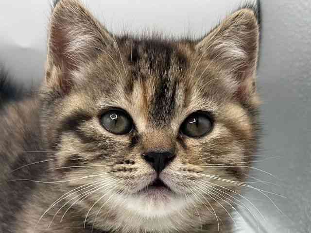 香川県のマンチカン (ひごペットフレンドリーゆめタウン高松店/2026年2月12日生まれ/女の子/ブラウンパッチドタビー)の子猫の1枚目の画像